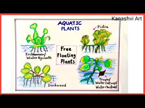 5 aquatic plants drawing|Captivating Aquatic Plants Drawing Ideas .